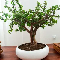 درختچه ی بنسای کراسولا کهنسال و درختچه پرتغال