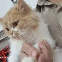 گربه|گربه|مشهد, سیسآباد|دیوار