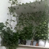 ۱۶تا گلدون باگلش ۱۹۰۰|گل و گیاه طبیعی|محمدیه-قزوین, |دیوار
