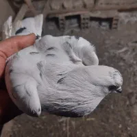 کبوتر پرشی|پرنده|قرچک, داوود آباد|دیوار