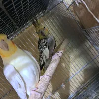 عروس هلندی|پرنده|ابریشم, |دیوار