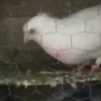 کبوتر پیدا شده کاکل|حیوانات|آستانه اشرفیه, |دیوار