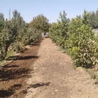 نهال گردوی رسمی