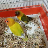 پرنده|پرنده|سرپل ذهاب, |دیوار