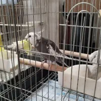 یک جفت عروس هلندی مولد|پرنده|نورآباد, |دیوار