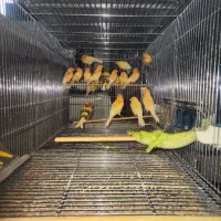 قناری موزائیکی ۳ ماهه(40 عدد)