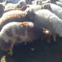 فروش گوسفند پروار|حیوانات مزرعه|کارزان, |دیوار