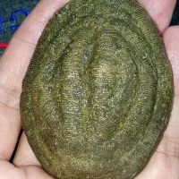 سنگ جالب