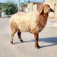 1عدد گوسفند ابستن شرط نزدیک زایمان لب الجنی