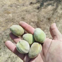 بادام درجه یک تونو ممتاز