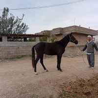 اسب نر|اسب و تجهیزات اسب‌سواری|گنبد کاووس, |دیوار