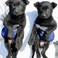 سگ ژرمن شپرد مالینویز دوماه نروماده یکجای فی۲۵ م ت