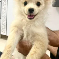 سگ نژاد پامر روباه