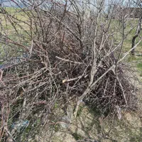 چوب .هرس درخت سیب