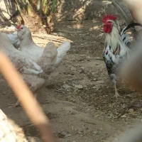 15عدد تخم مرغ برای جوجه کشی موجود دارم|حیوانات مزرعه|لامرد, |دیوار