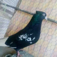 رنگه جفتگاه