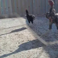 خروس .مرغ لاری|حیوانات مزرعه|قم, سربخش|دیوار