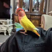 طوطی برزیلی|پرنده|ری, فیروزآبادی|دیوار