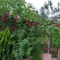 خانه ویلایی اجاره ای|اجارهٔ خانه و ویلا|پایین هولار, |دیوار