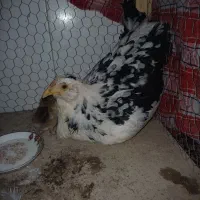 مرغ کورچ به همراه جوجه