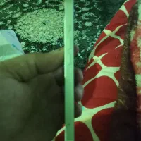 ایفون ۱۳ بدون نقطه|موبایل|پردیس, فاز ۲|دیوار