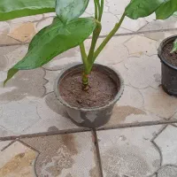 فروش گل خانگی|گل و گیاه طبیعی|میاندوآب, |دیوار