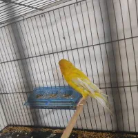 سهره قناری|پرنده|محمدیه-قزوین, |دیوار