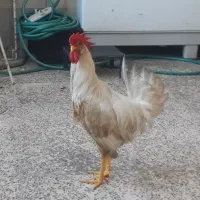خروس|حیوانات مزرعه|شیراز, دست خضر|دیوار