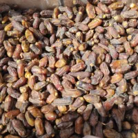 خرما پیارم جم|حراج|شیراز, دارالرحمه|دیوار