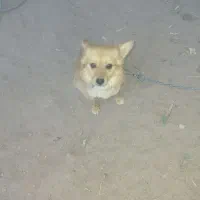 سگ خانگی