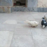 کبوتر|حیوانات|خوسف, |دیوار