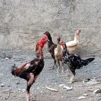 مرغ وخروس لاری|حیوانات مزرعه|جوانرود, |دیوار