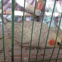 عروس هلندی از نژاد خاص|پرنده|قروه, |دیوار