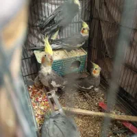 عروس هلندی|پرنده|ساوه, |دیوار