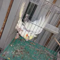 جفت عروس هلندی با جوجه