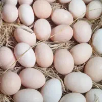 تخم مرغ محلی  درشت