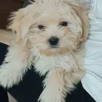 سگ نژاد شیتزو|سگ|تهران, ابوذر|دیوار