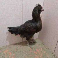خروس بخون سالم