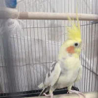 عروس هلندی نر و بسیار سر حال|پرنده|دماوند, گیلاوند|دیوار