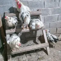 جوجه،مرغ،خروس،نژاد گلین لری