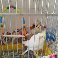 عروس هلندی نر و ماده|پرنده|قم, نیروگاه|دیوار