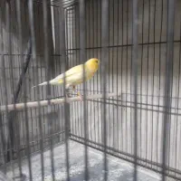 قناری ماده اماده پس کوزه ای|پرنده|تهران, اتابک|دیوار