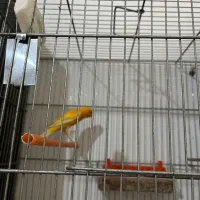 جفت قناری یه سرجیبرپرتقالی|پرنده|رفسنجان, |دیوار