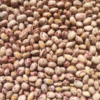 لوبیا چیتی خمین