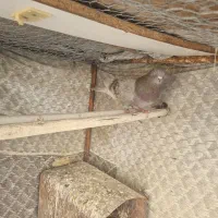 سرخ پیس|پرنده|پیر بکران, |دیوار