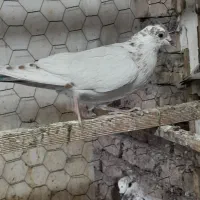 کبوتر فردشی|پرنده|چهاردانگه (تهران), |دیوار