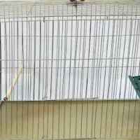 قفس پرنده و پرنده زینتی