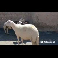 میش پلنگی|حیوانات مزرعه|تربت‌حیدریه, ۴۵ متری|دیوار