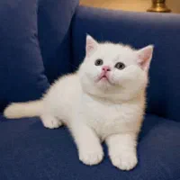 گربه بریتیش سفید عروسکی