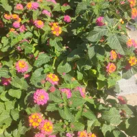 محل-ملایان-کوچه-روبرو-مسجد-باقر-خان